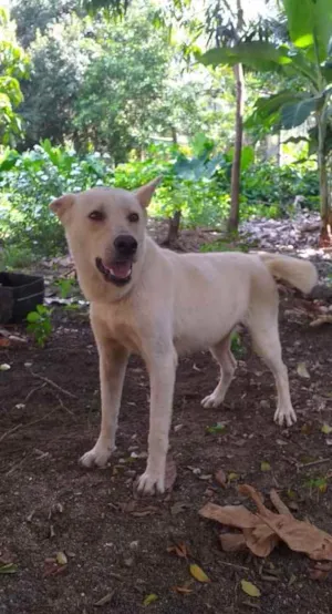 Cachorro raça Akita com Labrador idade 2 anos nome Fred