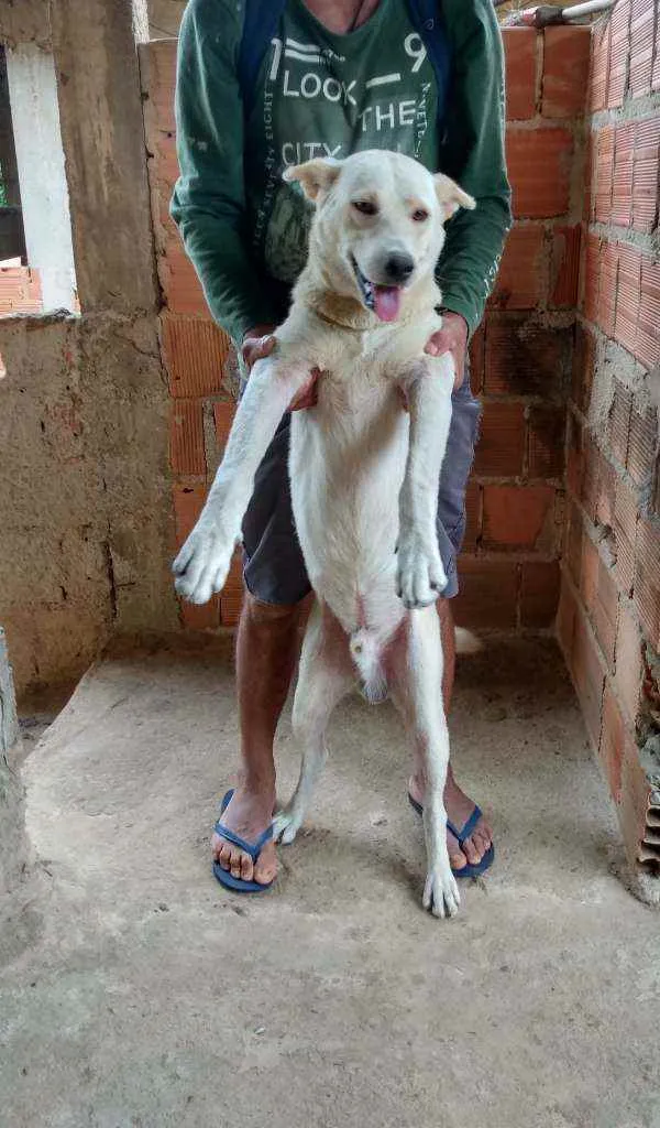 Cachorro ra a Akita com Labrador idade 2 anos nome Fred