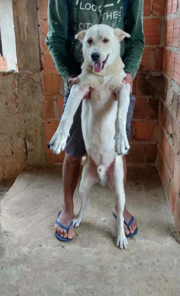 Cachorro ra a Akita com Labrador idade 2 anos nome Fred