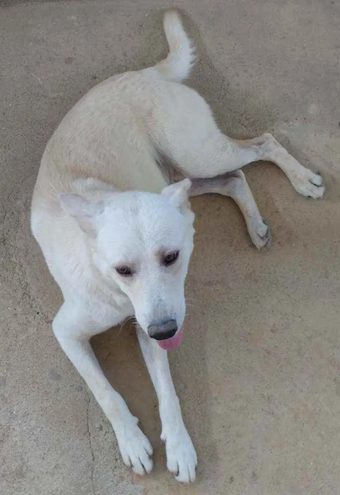 Cachorro ra a Akita com Labrador idade 2 anos nome Fred