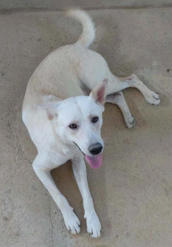 Cachorro ra a Akita com Labrador idade 2 anos nome Fred