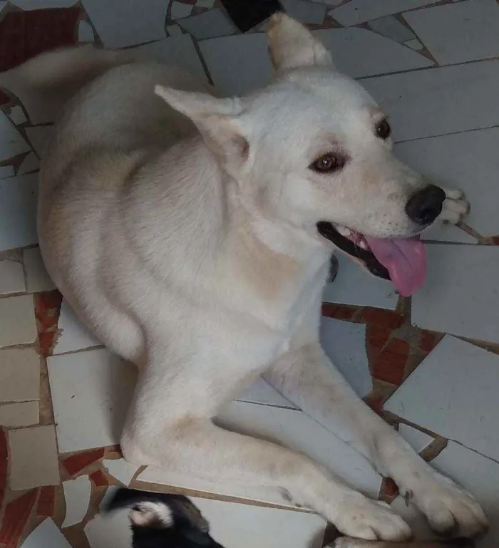 Cachorro ra a Akita com Labrador idade 2 anos nome Fred