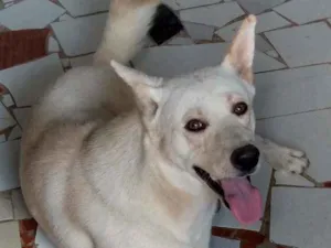 Cachorro raça Akita com Labrador idade 2 anos nome Fred