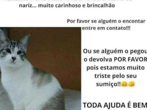 Gato raça Não tem raça definida idade 7 a 11 meses nome Kulky