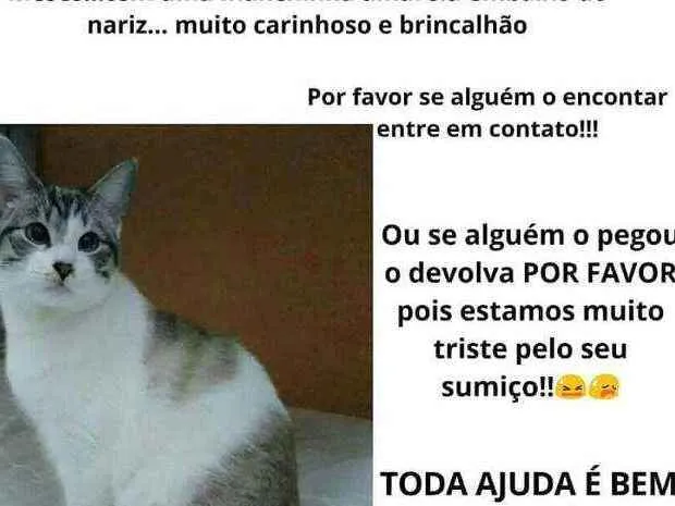 Gato ra a Não tem raça definida idade 7 a 11 meses nome Kulky