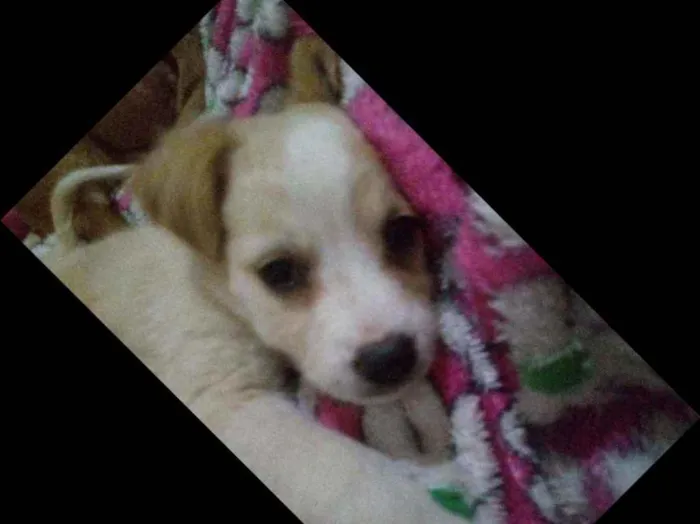 Cachorro ra a Srd idade 2 a 6 meses nome Chanty