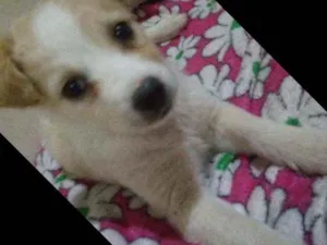 Cachorro raça Srd idade 2 a 6 meses nome Chanty