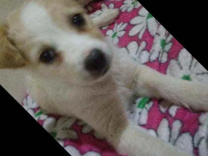 Cachorro ra a Srd idade 2 a 6 meses nome Chanty