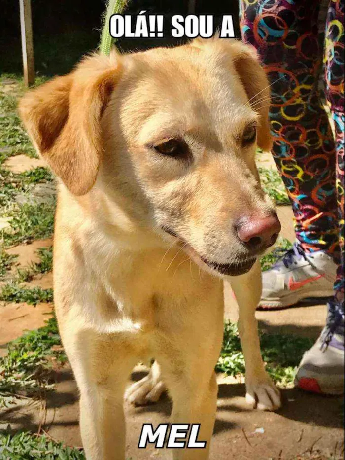 Cachorro ra a  idade 1 ano nome Mel
