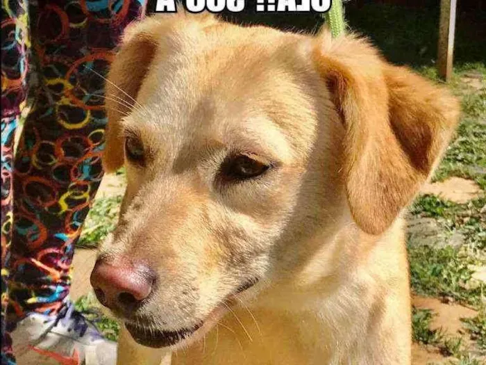 Cachorro ra a  idade 1 ano nome Mel
