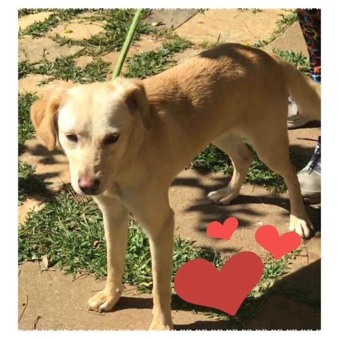 Cachorro ra a  idade 1 ano nome Mel