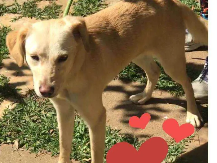 Cachorro ra a  idade 1 ano nome Mel