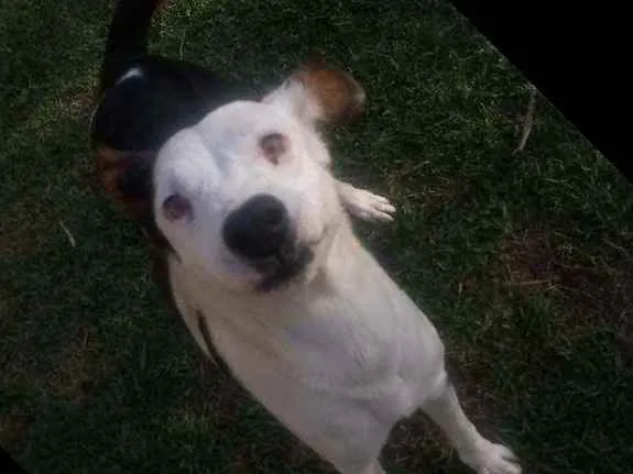 Cachorro ra a Srd idade 2 anos nome Xodó