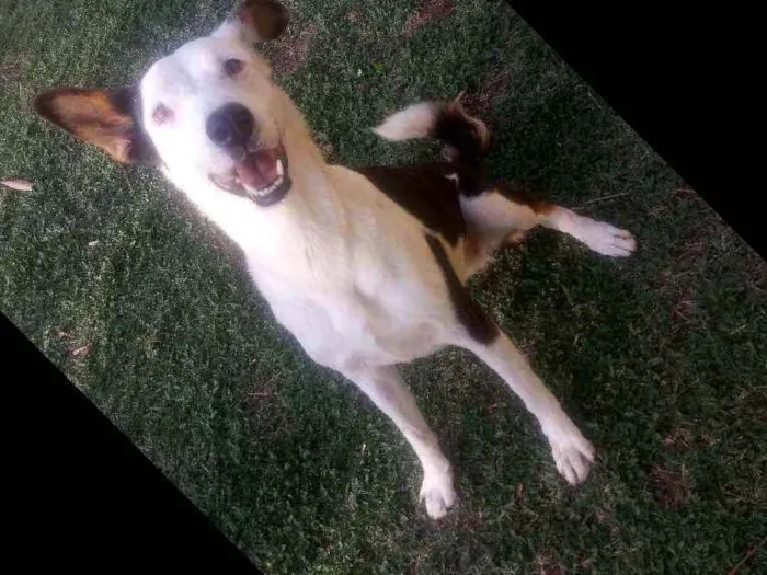 Cachorro ra a Srd idade 2 anos nome Xodó