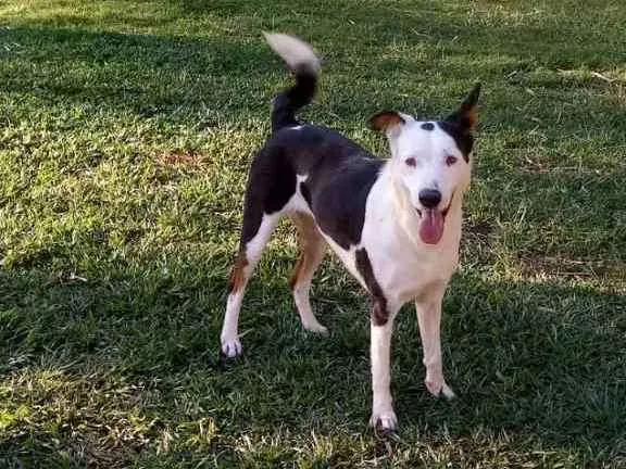 Cachorro ra a Srd idade 2 anos nome Xodó