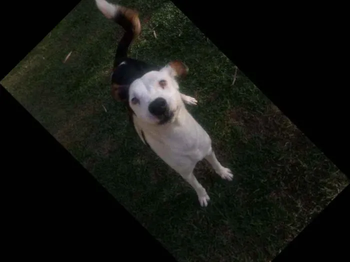 Cachorro ra a Srd idade 2 anos nome Xodó