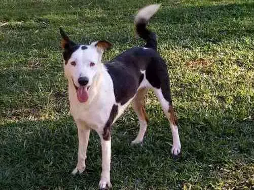 Cachorro ra a Srd idade 2 anos nome Xodó