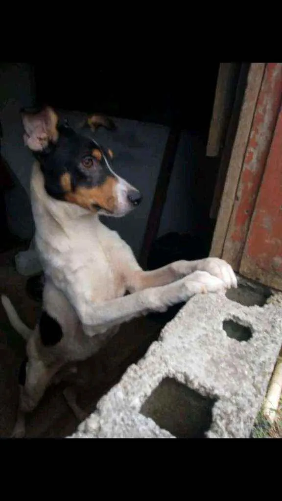 Cachorro ra a Vira lata idade 1 ano nome Romeu