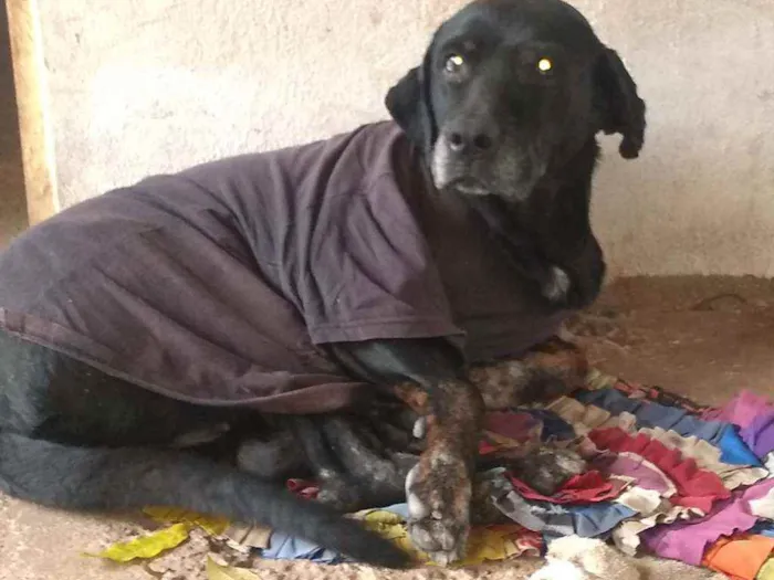 Cachorro ra a Labradora idade 6 ou mais anos nome Troia