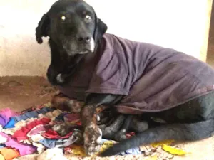 Cachorro raça Labradora idade 6 ou mais anos nome Troia