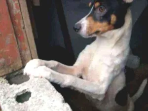 Cachorro raça Vira lata idade 1 ano nome Romeu