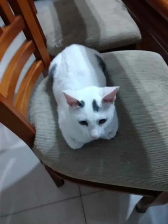 Gato ra a Srd idade 2 a 6 meses nome Pedrinho bb lindo 