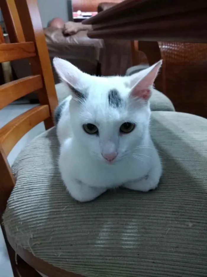 Gato ra a Srd idade 2 a 6 meses nome Pedrinho bb lindo 