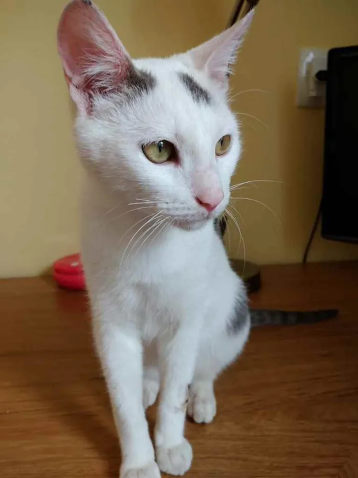 Gato ra a Srd idade 2 a 6 meses nome Pedrinho bb lindo 