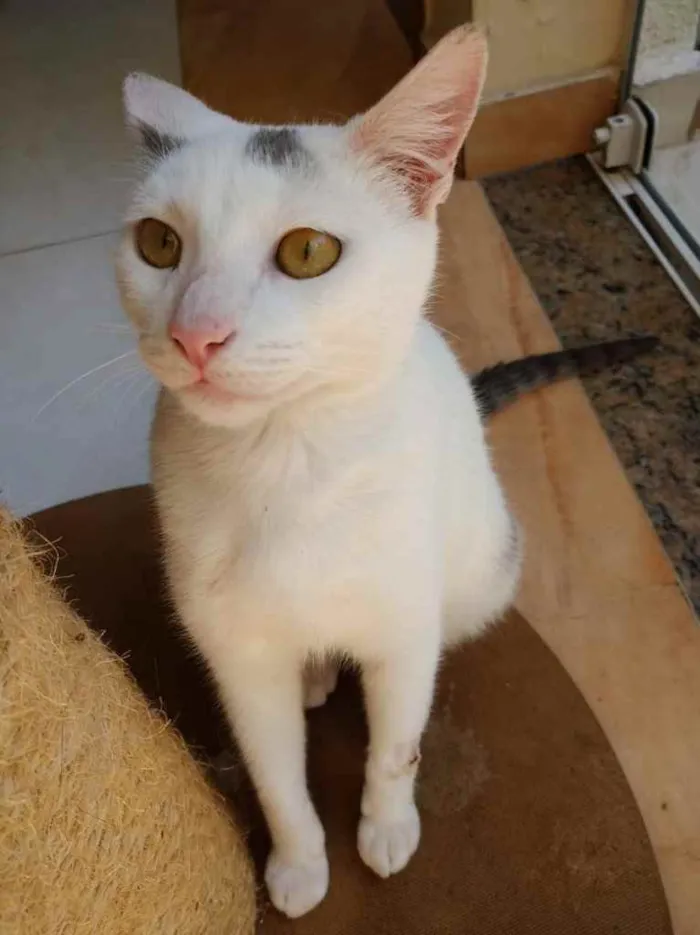 Gato ra a Srd idade 2 a 6 meses nome Pedrinho bb lindo 