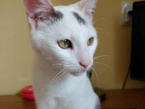 Gato raça Srd idade 2 a 6 meses nome Pedrinho bb lindo 