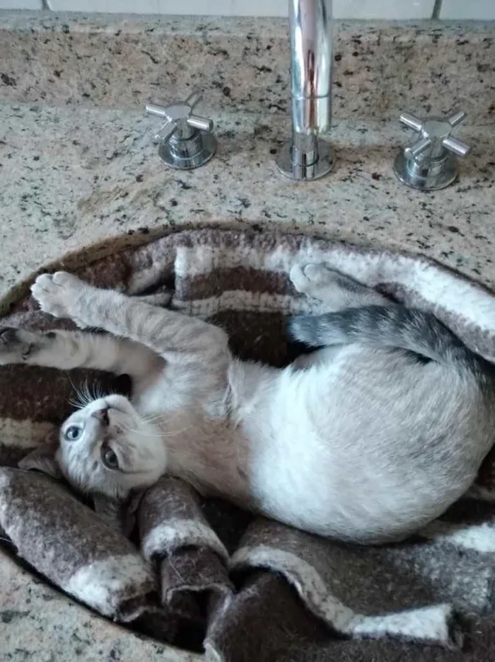 Gato ra a Siamês com srd  idade 2 a 6 meses nome Rafinha bb lindo 