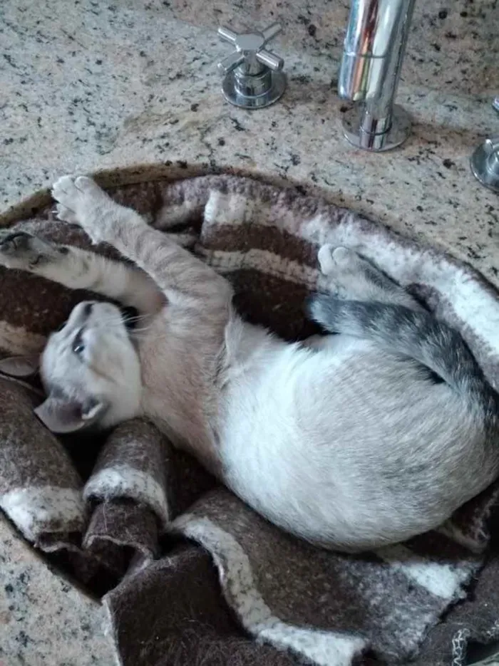 Gato ra a Siamês com srd  idade 2 a 6 meses nome Rafinha bb lindo 