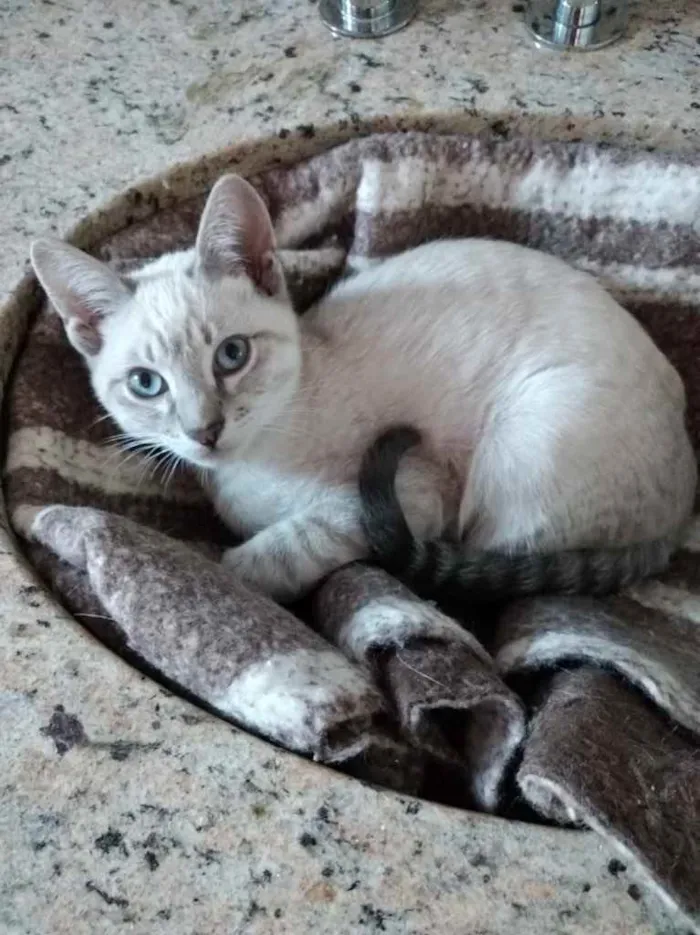 Gato ra a Siamês com srd  idade 2 a 6 meses nome Rafinha bb lindo 