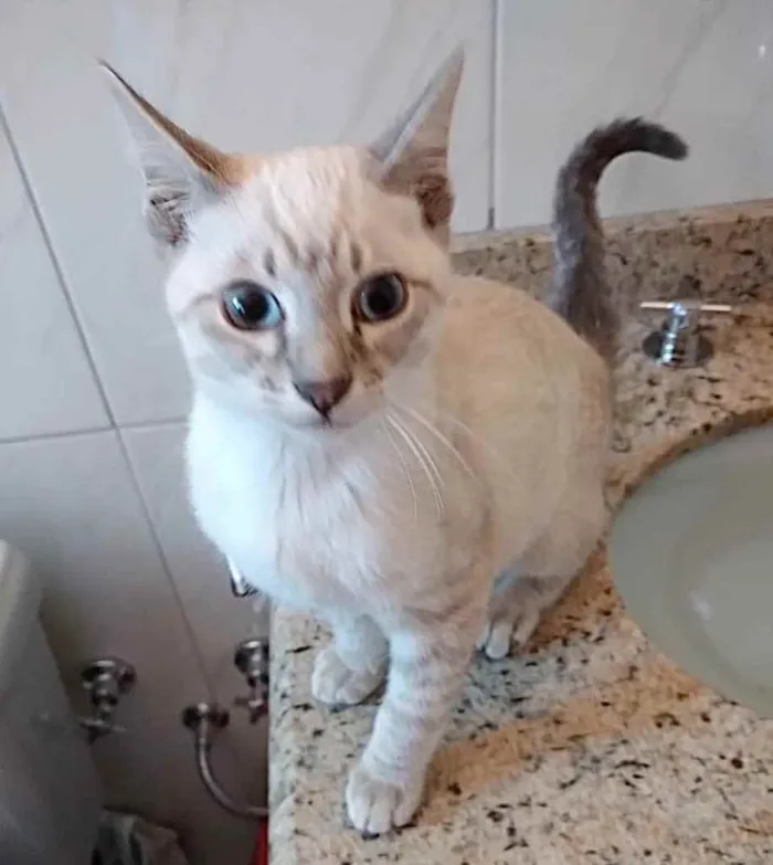 Gato ra a Siamês com srd  idade 2 a 6 meses nome Rafinha bb lindo 