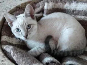 Gato raça Siamês com srd  idade 2 a 6 meses nome Rafinha bb lindo 