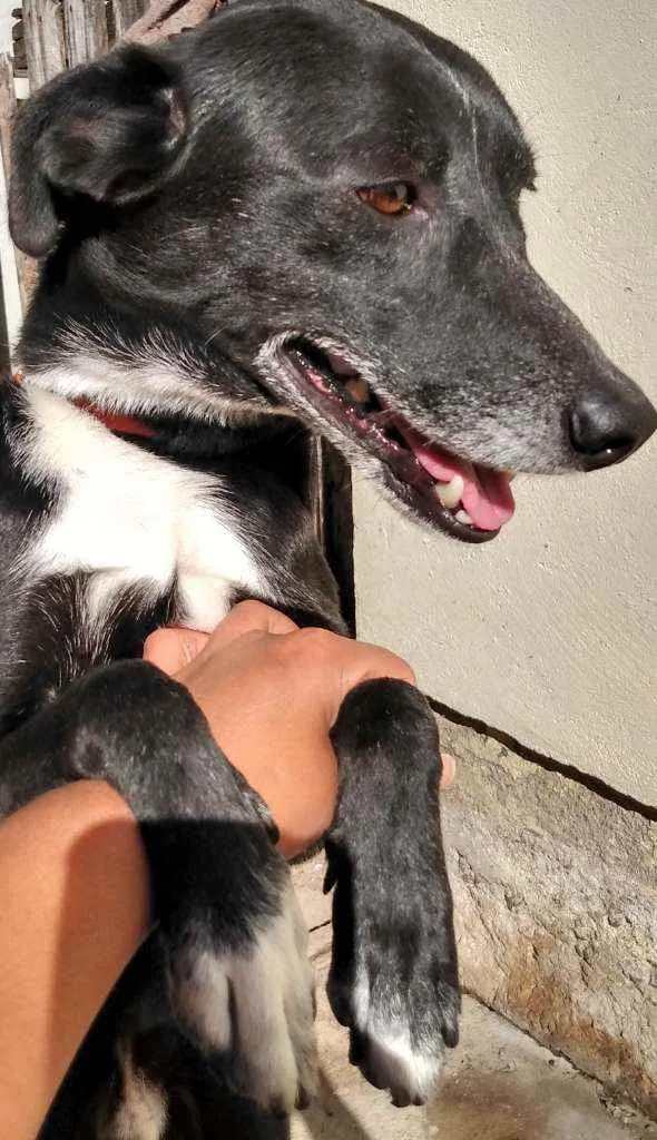 Cachorro ra a  idade 3 anos nome Preto