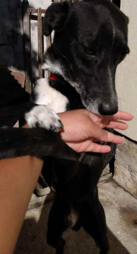 Cachorro ra a  idade 3 anos nome Preto