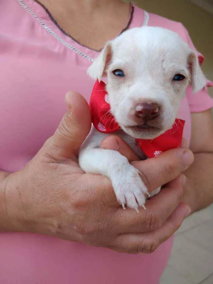 Cachorro ra a Sem raça  idade 2 a 6 meses nome Não tem nome 