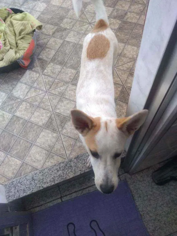 Cachorro ra a Vira lata idade 7 a 11 meses nome Kiara