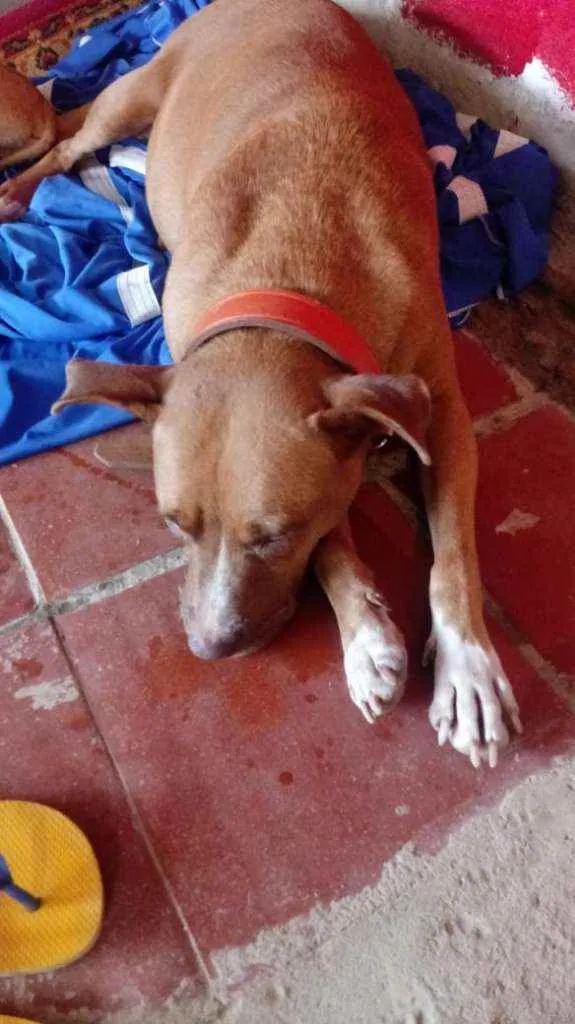 Cachorro ra a Pitbul com raça ñ definida idade Abaixo de 2 meses nome Pitlatas