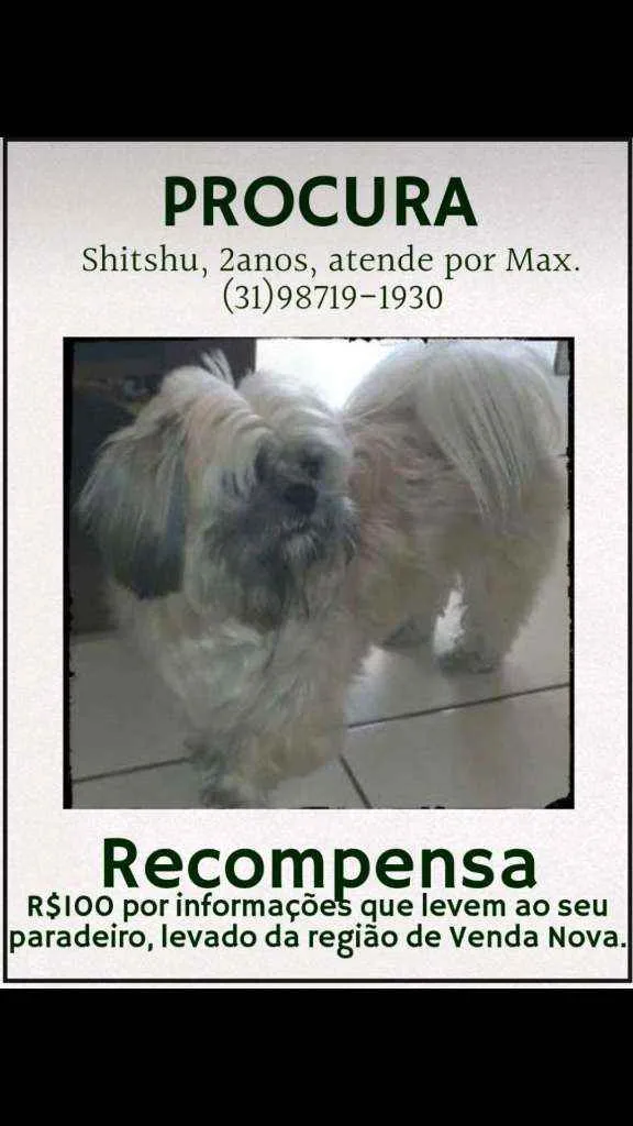 Cachorro ra a shitsu idade 2 anos nome Max