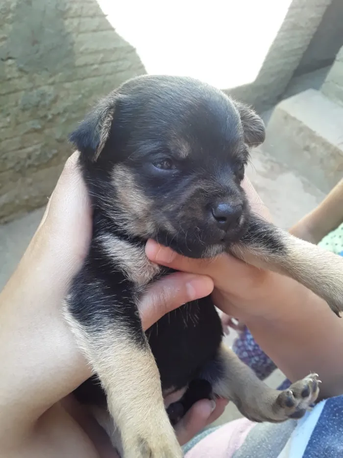 Cachorro ra a Vira Lata idade Abaixo de 2 meses nome Filhotes de Cachorro