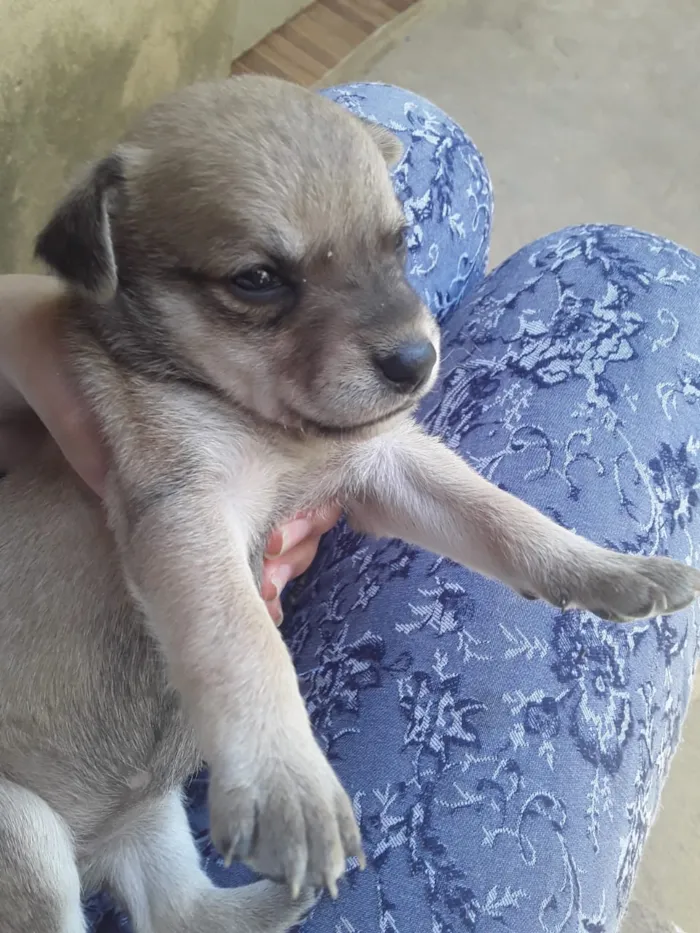 Cachorro ra a Vira Lata idade Abaixo de 2 meses nome Filhotes de Cachorro