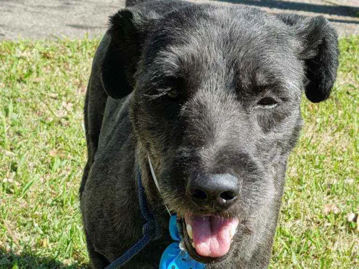 Cachorro ra a Srd idade 4 anos nome Sansão