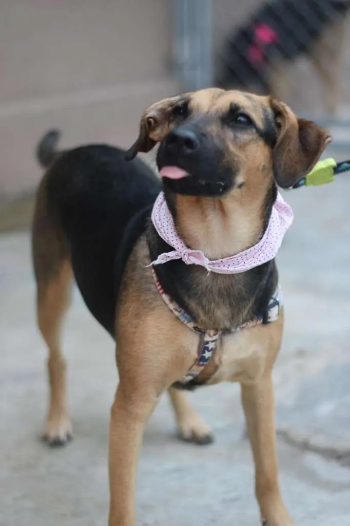 Cachorro ra a SRD-ViraLata idade 3 anos nome Bella