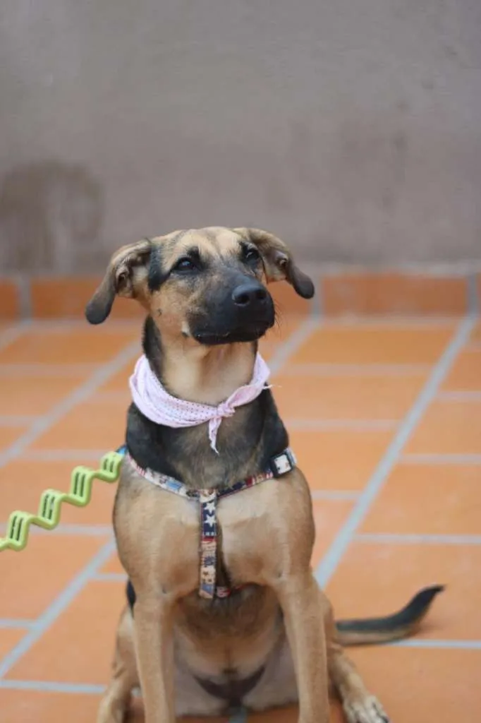 Cachorro ra a SRD-ViraLata idade 3 anos nome Bella