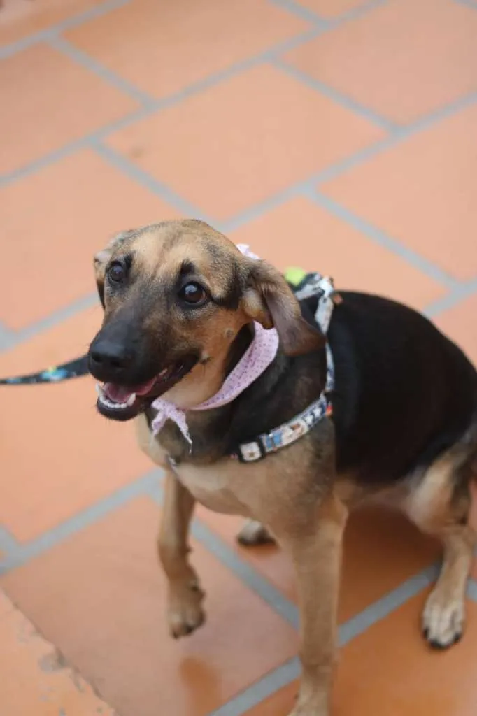 Cachorro ra a SRD-ViraLata idade 3 anos nome Bella