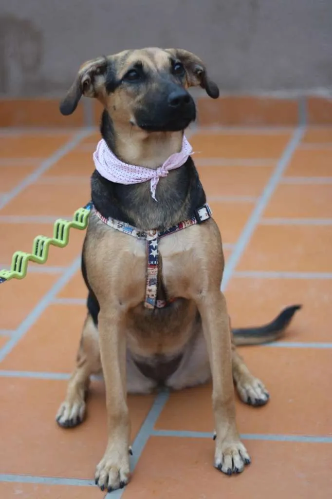 Cachorro ra a SRD-ViraLata idade 3 anos nome Bella