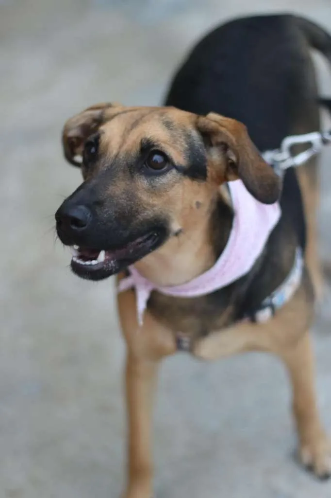 Cachorro ra a SRD-ViraLata idade 3 anos nome Bella