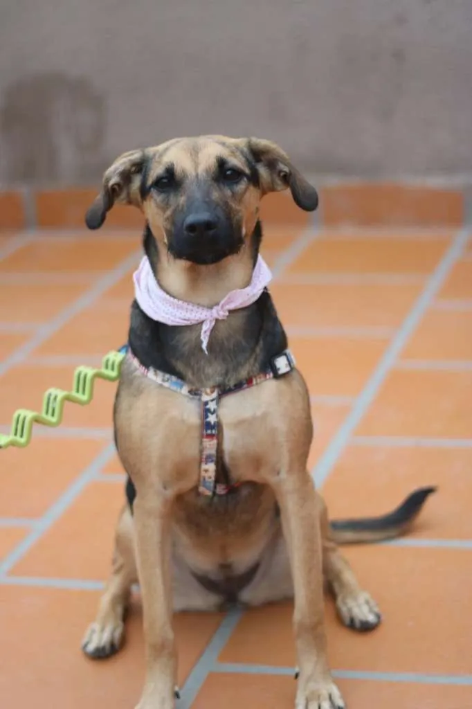 Cachorro ra a SRD-ViraLata idade 3 anos nome Bella